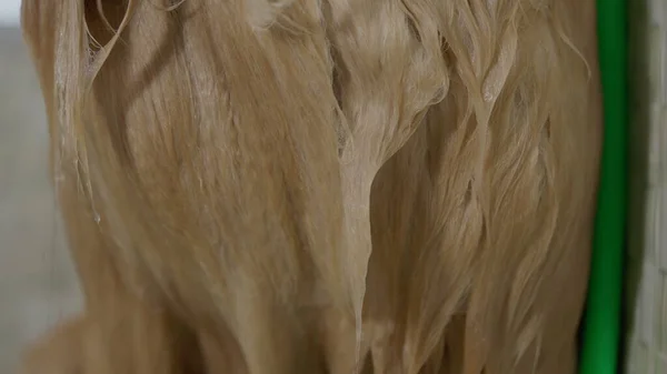 ペットショップで浴びた後 乾燥したゴールデンレトリーバー ぬれた毛皮のクローズアップ — ストック写真