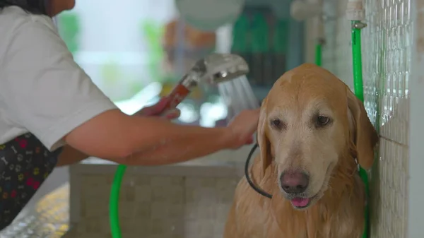 Drenched Golden Retriever at Pet Shop. Employee bathing and washing Dog