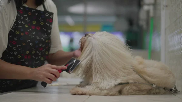 Pet Job Grooming and Brushing Shih-Tzu Dog Fur after bath. Washing and bath process of Pet at local business service place