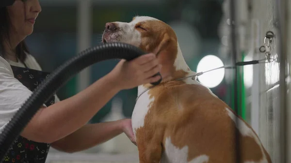 Pet Grooming/ Female Employee at local Pet Shop drying Dog Beagle with Dryer