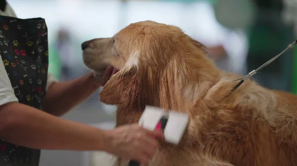 Business of Compassion/ Pet Shop Employee Mastering the Art of Combing a Golden Retriever Post-Bath