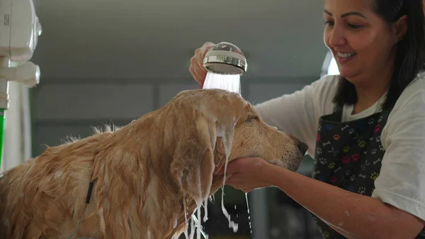 Happy Pet Shop employee washing wet Golden Retriever Dog with Shoer Head. Local Business Service Job