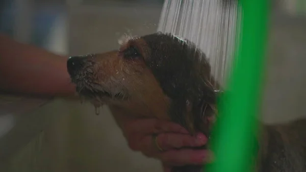 Washing Small Dog at Pet shop in slow motion with shower head