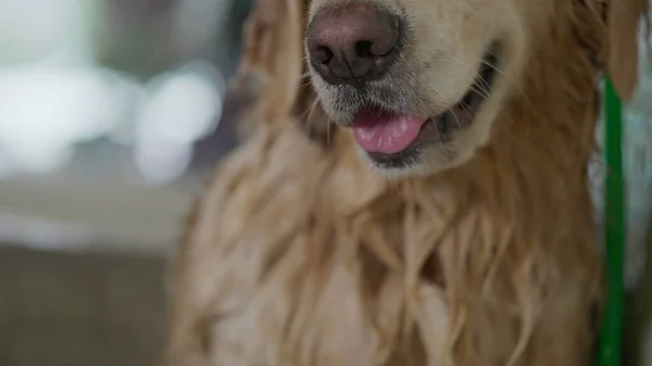 Primer Plano Del Perro Drenched Golden Retriever Pet Shop Piel — Foto de Stock