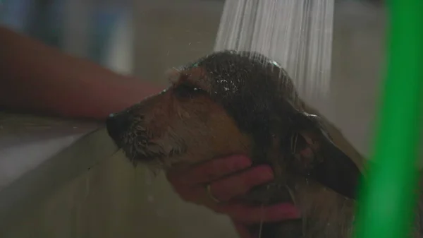 Washing Small Dog at Pet shop in slow motion with shower head