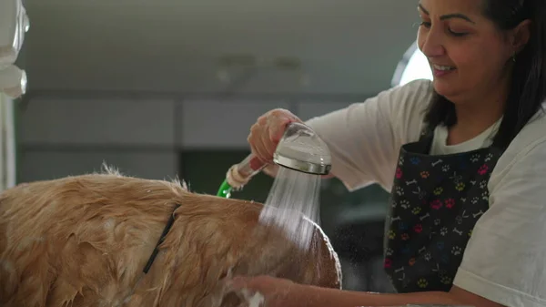 Happy Pet Shop employee washing wet Golden Retriever Dog with Shoer Head. Local Business Service Job