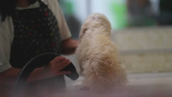 Pet Shop Employee Drying Dog Fur after bath. Candid Local Business Job Occupation