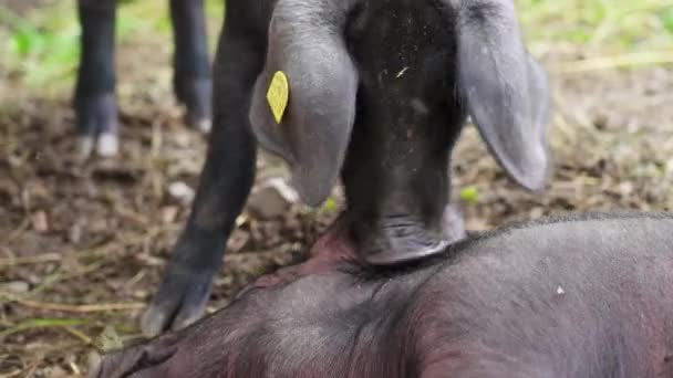 Prase Hravě Okusující Ucho Venkovské Farmě — Stock video