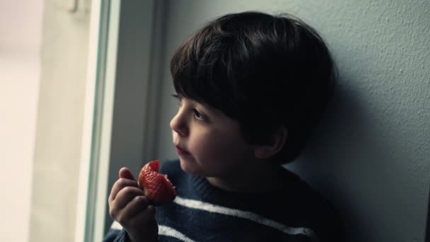 Youngster Absorbed View Biting Fresh Strawberry — Stock Video