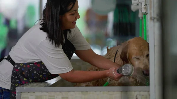 Woman bathing Large dog at Pet Shop. Occupational Job of Female Employee washing Golden Retriever