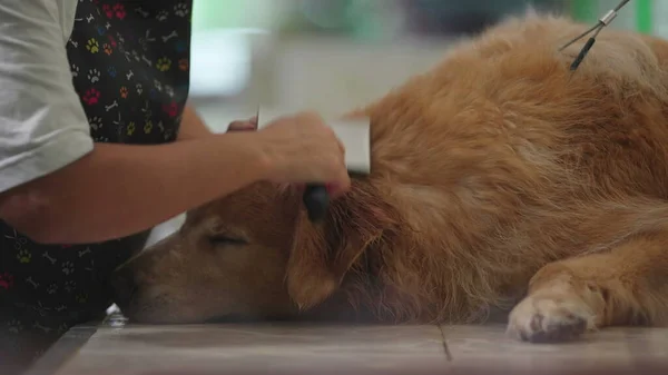 Pet Shop Serenity. Leisurely Grooming a Tranquil Golden Retriever, The Art of Animal Care