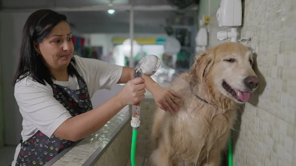 Small Business Owner of Pet shop bathing Large Golden Retriever Dog with Shower head
