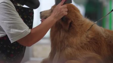 Kadın, Hayvan Dükkanı 'nda köpek kürkünü tarıyor. Banyodan sonra tımar işlemi.