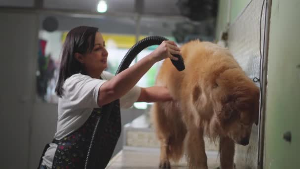Pet Shop Chronicles Mujer Magistralmente Secando Majestuoso Golden Retriever Encarnando — Vídeos de Stock