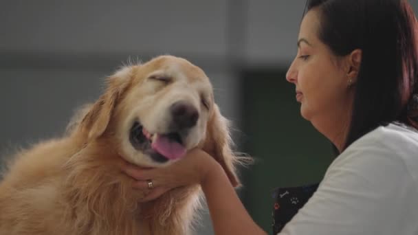 Pet Shop Proprietario Pettinando Pelliccia Cane Processo Toelettatura Dopo Bagno — Video Stock