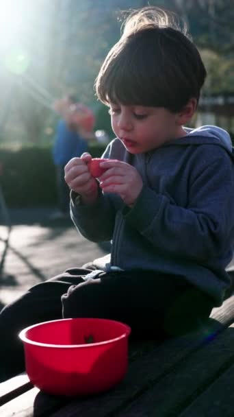 小男孩在公园里吃草莓果 秋天的时候 孩子们坐在户外长椅上 在阳光下吃着健康的小吃 — 图库视频影像