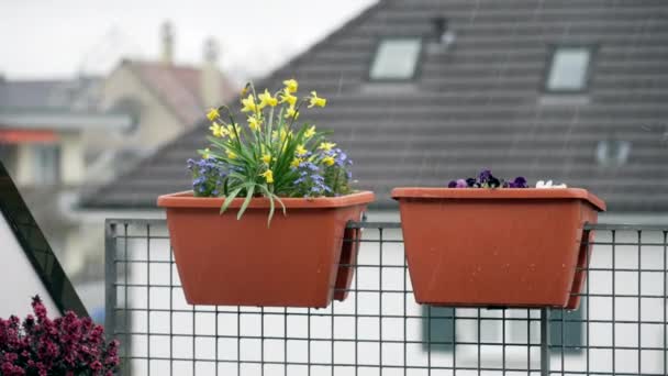 Regenseizoen Close Van Twee Potten Bloemplanten Het Balkon Van Het — Stockvideo