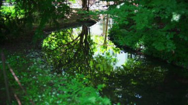Yaz aylarında ağaçların parktaki su yansıması güneşli bir gün, doğa canlı yeşil bir manzara.