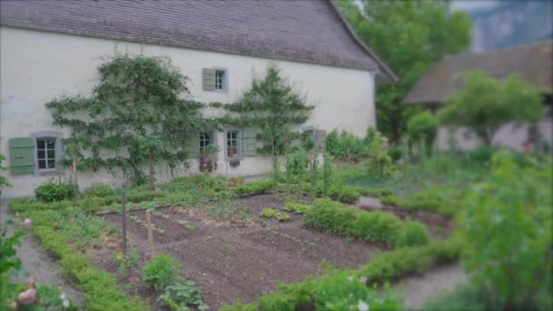Местный Ландшафт Сельского Хозяйства Пышные Зеленые Салаты Овощи Свежие Домашние — стоковое видео