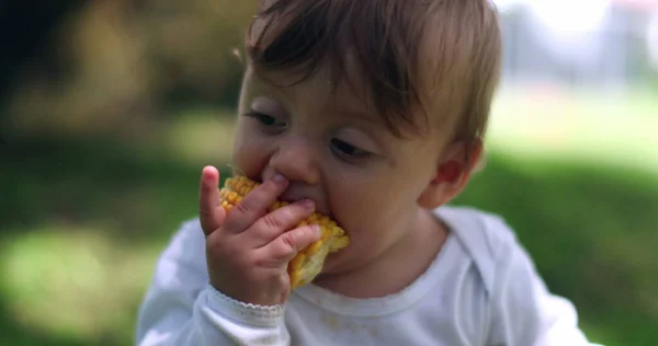 Bebé Adorável Dar Uma Dentada Espiga Milho Criança Infantil Retrato — Fotografia de Stock