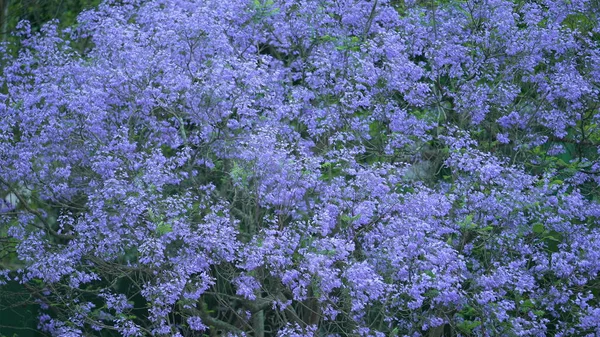 Purple Tree Blossoming Natural Habitar Environment — Stock Photo, Image