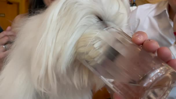 レストランでのガラスコップからの犬の飲料水 — ストック動画