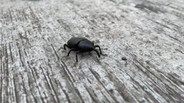 Closeup insect outside moving. Outdoor wild nature bug