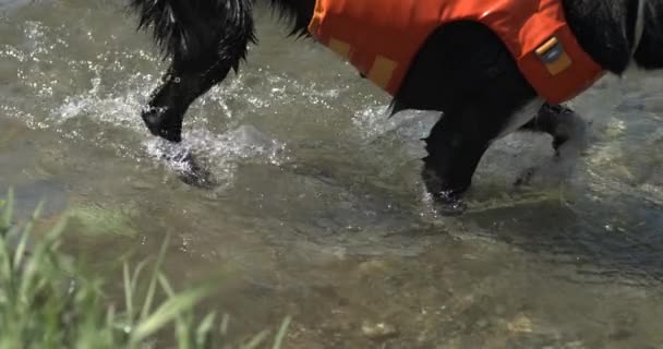 Dog Paws Treading Water Lake Ultra Slow Motion Canine Feet — Stockvideo