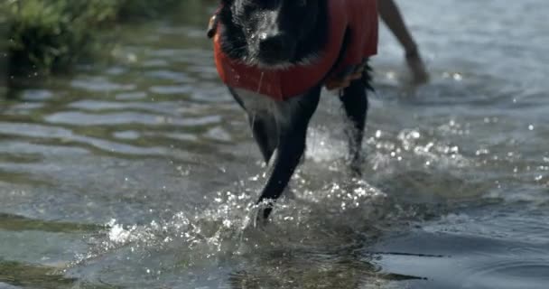 Собачьи Ноги Прогуливающиеся Вдоль Берега Озера 800 Фреймах Секунду Собачьи — стоковое видео