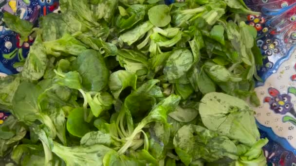 Green Leafy Salad Closeup Healthy Food Vegetable — Stock Video