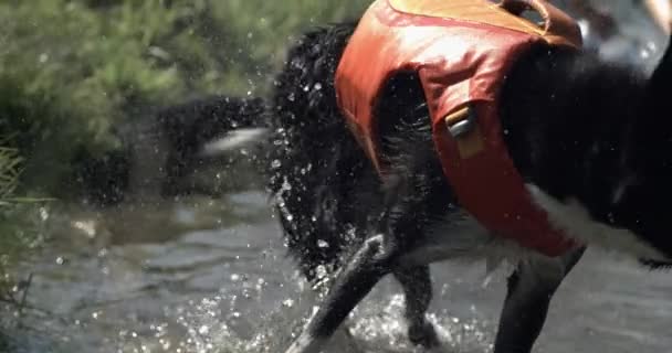 800 Fps Yavaş Damlacıkları Köpek Kıyı Şeridinde Kururken Köpeğin Dalgalanarak — Stok video