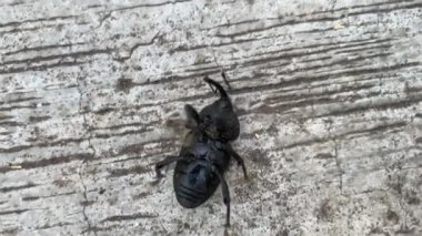 Insect lying in his back on ground unable to move. Trial and error Failure concept