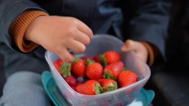 Child Snacking Berries While Holding Plastic Container Little Boy Hand — Stock Video