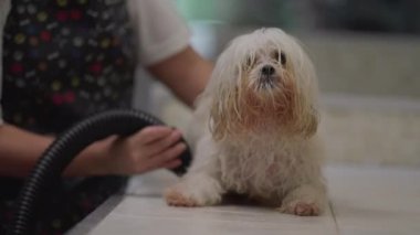 Yerel Hayvan Dükkanında Profesyonel Köpek Bakımı Hizmetleri: Banyo yaptıktan sonra Islak Kürk Kurutma