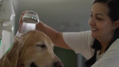Neşeli Evcil Hayvanlar Mağazası Personeli: Duş Başlığını Yavaş Çekimde Kullanarak Islak Altın Köpek