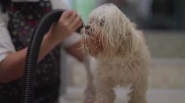 Banyodan sonra Hayvan Dükkanı İşgali Kurutucu Köpek Kürkü 'nün Samimi Yerel İş İşi. Shih-Tzu Köpeği