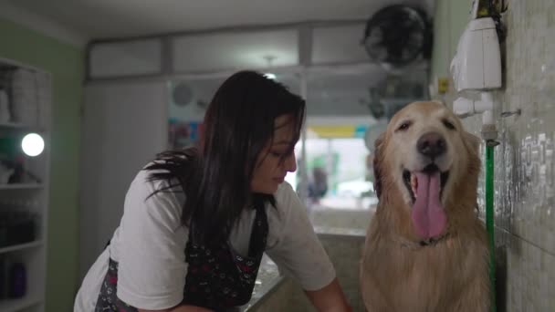 Brazilian Woman Bathing Golden Retriever Dog Shower Head Pet Shop — Stock Video