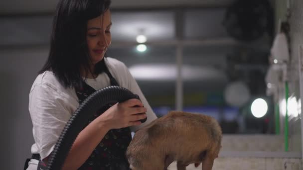 Kvinnlig Anställd Pet Shop Torkar Liten Hund Med Torktumlare — Stockvideo