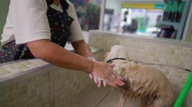 Evcil hayvan dükkânı sahibi şampuanla küçük köpek patilerini yıkıyor. Islak köpek eşiyle ilgilenen bir kadın.