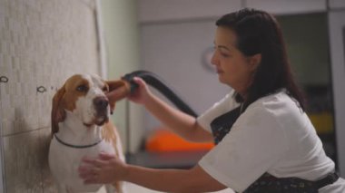 Kadın Çalışan Kurutucu Köpek Hayvan Dükkanı 'nda. Saç kurutma makinesi kullanan bir kadın. Küçük İşletme 'de Beagle Canine Companion yetiştiriyor.