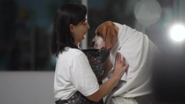 Pet Store Groomer, Banyo Sonrası Beagle Bakımı: Kadın Çalışan, havluya sarılı köpeği kurutmaya hazır hale getiriyor