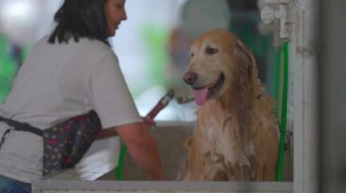 Profesyonel Köpek Banyosu: Hayvan Dükkanında Kadın Çalışan Büyük Altın Köpeği Yıkama