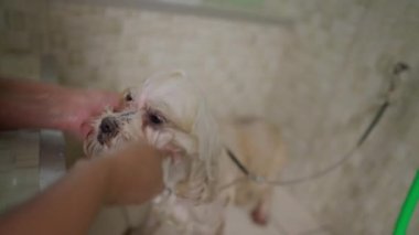 Hayvan Mağazasında Köpek Bakımı: Çalışan Köpek Arkadaşına Banyo Veriyor