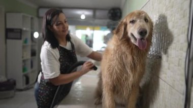 Pet Shop Bliss: Tam Tüylü Tüylü Altın Avcı Kipiyle Zevkli Sahibin Turbo Kurutma Oturumu