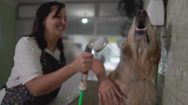 Счастливая Работница Зоомагазина Стирает Беспокойную Золотистую Собаку Ретривер Душевой Головой — стоковое видео