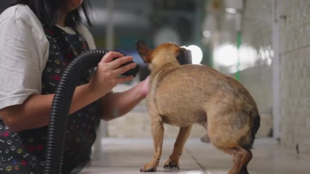 Szárító Kutya Szárító Belül Pet Shop Helyi Üzlettulajdonos Gondoskodik Állatokról — Stock videók