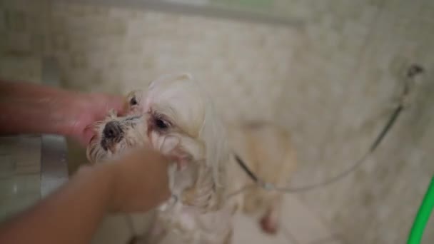 Περιποίηση Σκύλων Στο Κατάστημα Κατοικίδιων Ζώων Υπάλληλος Δίνοντας Σκύλος Σύντροφος — Αρχείο Βίντεο