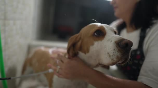 Negozio Animali Toelettatura Femmina Dipendente Lavaggio Beagle Con Soffione Doccia — Video Stock