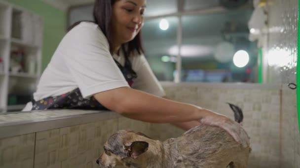 Mitarbeiterin Schrubbt Kleinen Hund Mit Shampoo Frau Wäscht Und Badet — Stockvideo