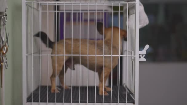 檻の中の小さな犬 ペットは棒の後ろにロック — ストック動画